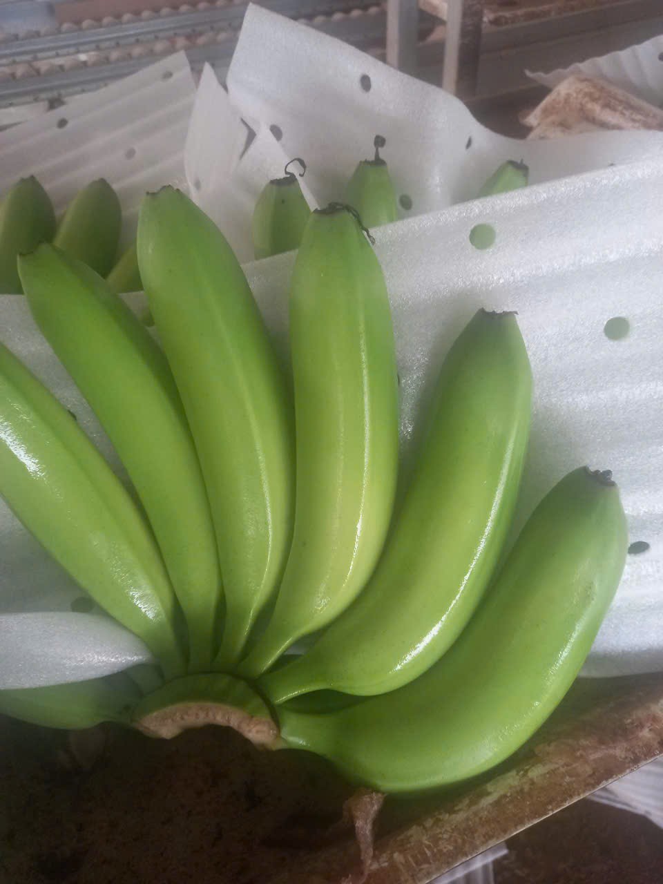CHUỐI CAVENDISH / CAVENDISH BANANA (FRESH EXPORT QUALITY)