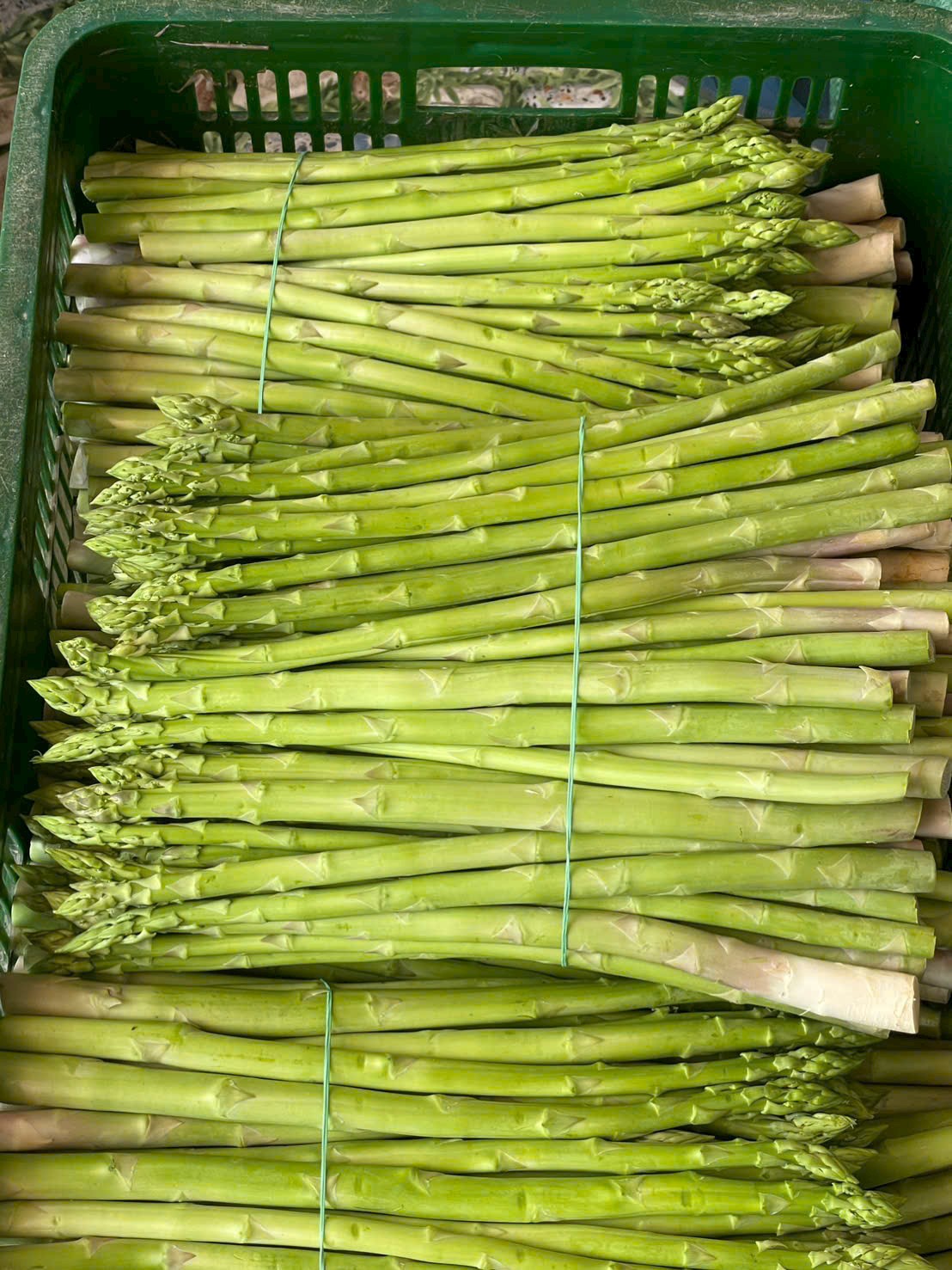✈️ MĂNG TÂY TƯƠI/ FRESH GREEN ASPARAGUS FOR EXPORT